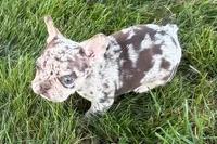 Alvin, a male French Bulldog for sale in Sturgis, MI – 3 of 9