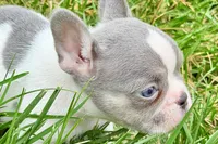 Jax, a male French Bulldog for sale in Sturgis, MI – 6 of 9