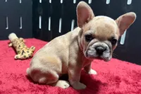 Lacy, a female French Bulldog for sale in Sturgis, MI – 10 of 10