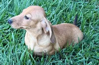 Mavey, a female Dachshund for sale in Sturgis, MI – 9 of 10