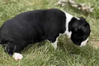 Nico, a female Boston Terrier for sale in Sturgis, MI – 3 of 9