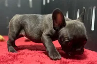 Dawn, a female French Bulldog for sale in Sturgis, MI – 3 of 9