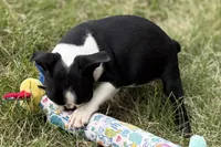 Nessa , a female Boston Terrier for sale in Sturgis, MI – 9 of 9