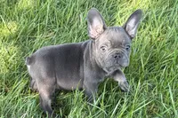 Neil, a male French Bulldog for sale in Sturgis, MI – 4 of 7