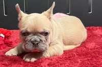Wesley , a male French Bulldog for sale in Sturgis, MI – 9 of 9