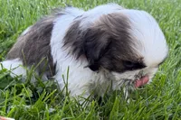 Guy, a male Shih Tzu for sale in Sturgis, MI – 5 of 10