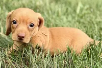 Wilson, a male Dachshund for sale in Sturgis, MI – 8 of 10