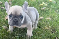 Nelly, a female French Bulldog for sale in Sturgis, MI – 7 of 10