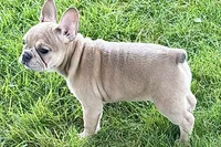 Flutter, a female French Bulldog for sale in Sturgis, MI – 9 of 10