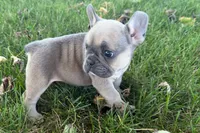 Nelly, a female French Bulldog for sale in Sturgis, MI – 4 of 10