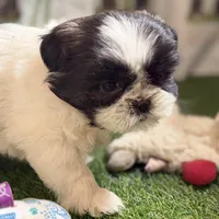 Paige , a female Shih Tzu for sale in Sturgis, MI – Photo 8 of 10
