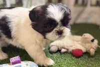 Paige , a female Shih Tzu for sale in Sturgis, MI – Photo 8 of 10