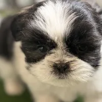 Paige , a female Shih Tzu for sale in Sturgis, MI – Photo 3 of 10