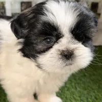 Paige , a female Shih Tzu for sale in Sturgis, MI – Photo 10 of 10