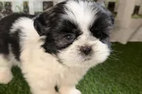 Paige , a female Shih Tzu for sale in Sturgis, MI – Photo 10 of 10