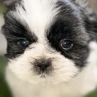 Paige , a female Shih Tzu for sale in Sturgis, MI – Photo 2 of 10