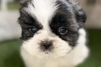 Paige , a female Shih Tzu for sale in Sturgis, MI – Photo 2 of 10