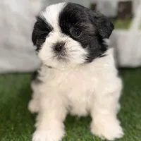 Paige , a female Shih Tzu for sale in Sturgis, MI – Photo 1 of 10