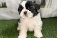 Paige , a female Shih Tzu for sale in Sturgis, MI – Photo 1 of 10