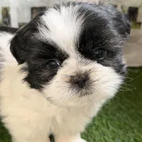 Paige , a female Shih Tzu for sale in Sturgis, MI – Photo 9 of 10