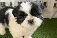 Paige , a female Shih Tzu for sale in Sturgis, MI – Photo 9 of 10