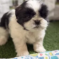 Paige , a female Shih Tzu for sale in Sturgis, MI – Photo 5 of 10