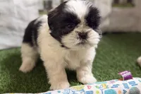 Paige , a female Shih Tzu for sale in Sturgis, MI – Photo 5 of 10