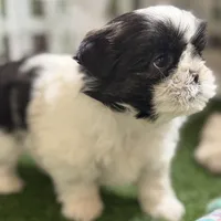 Paige , a female Shih Tzu for sale in Sturgis, MI – Photo 7 of 10