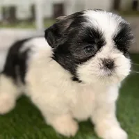 Paige , a female Shih Tzu for sale in Sturgis, MI – Photo 6 of 10