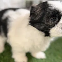 Paige , a female Shih Tzu for sale in Sturgis, MI – Photo 4 of 10