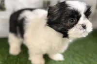 Paige , a female Shih Tzu for sale in Sturgis, MI – Photo 4 of 10