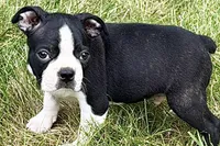 Nico, a female Boston Terrier for sale in Sturgis, MI – 2 of 9