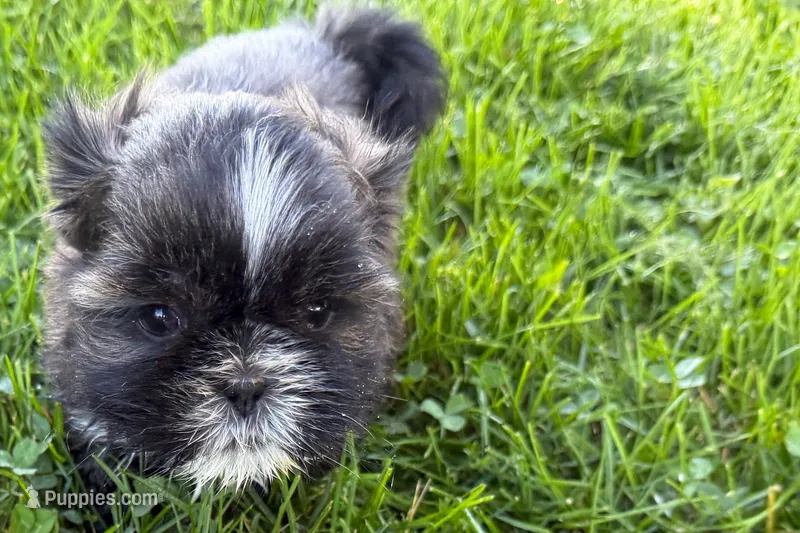 Gina – Shih Tzu puppy for sale in Sturgis, MI