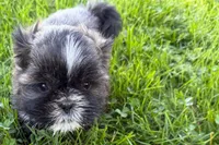 Gina, a female Shih Tzu for sale in Sturgis, MI – 1 of 10