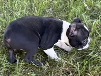 Daisy, a female Boston Terrier for sale in Sturgis, MI – 3 of 8