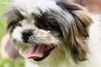 Sawyer, a male Shih Tzu for sale in Sturgis, MI – 5 of 9