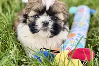 Vivi, a female Shih Tzu for sale in Sturgis, MI – 9 of 10