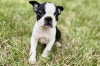 Nova, a female Boston Terrier for sale in Sturgis, MI – 3 of 9