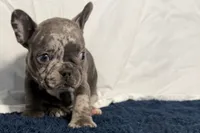 Flower, a female French Bulldog for sale in Sturgis, MI – 8 of 10