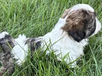Idol, a male Shih Tzu for sale in Sturgis, MI – 2 of 8