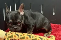 Yarma , a female French Bulldog for sale in Sturgis, MI – 5 of 10