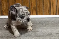 Quinn, a female French Bulldog for sale in Sturgis, MI – 3 of 10