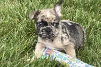 Snickers, a male French Bulldog for sale in Sturgis, MI – 6 of 10