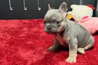 Willow, a female French Bulldog for sale in Sturgis, MI – 5 of 10