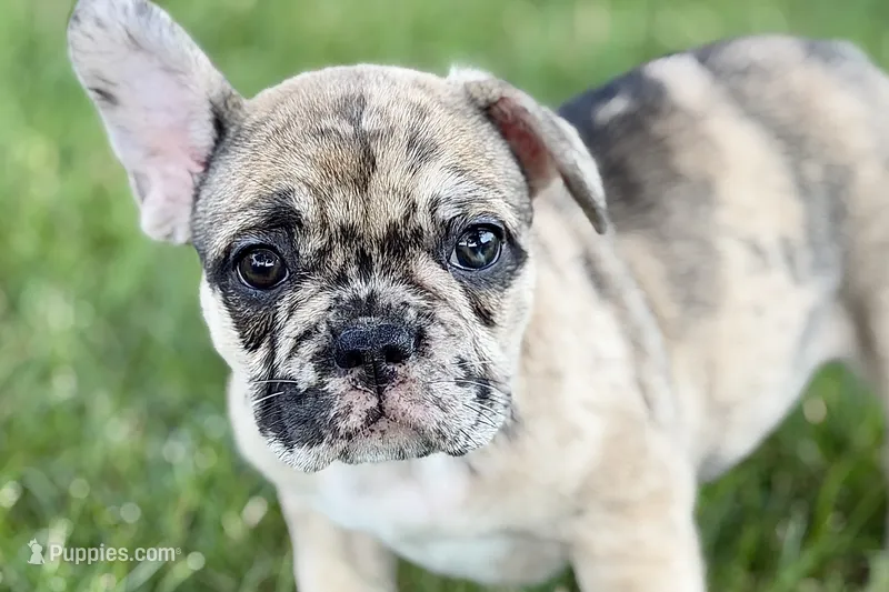 Sadie – French Bulldog puppy for sale in Sturgis, MI
