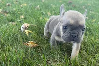 Nina, a female French Bulldog for sale in Sturgis, MI – 6 of 8