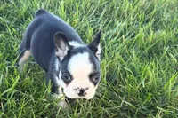 Cecil, a male French Bulldog for sale in Sturgis, MI – 9 of 9