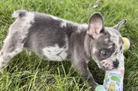 Zoey, a female French Bulldog for sale in Sturgis, MI – 8 of 10
