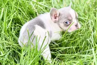 Jax, a male French Bulldog for sale in Sturgis, MI – 8 of 9