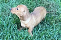 Mavey, a female Dachshund for sale in Sturgis, MI – 10 of 10